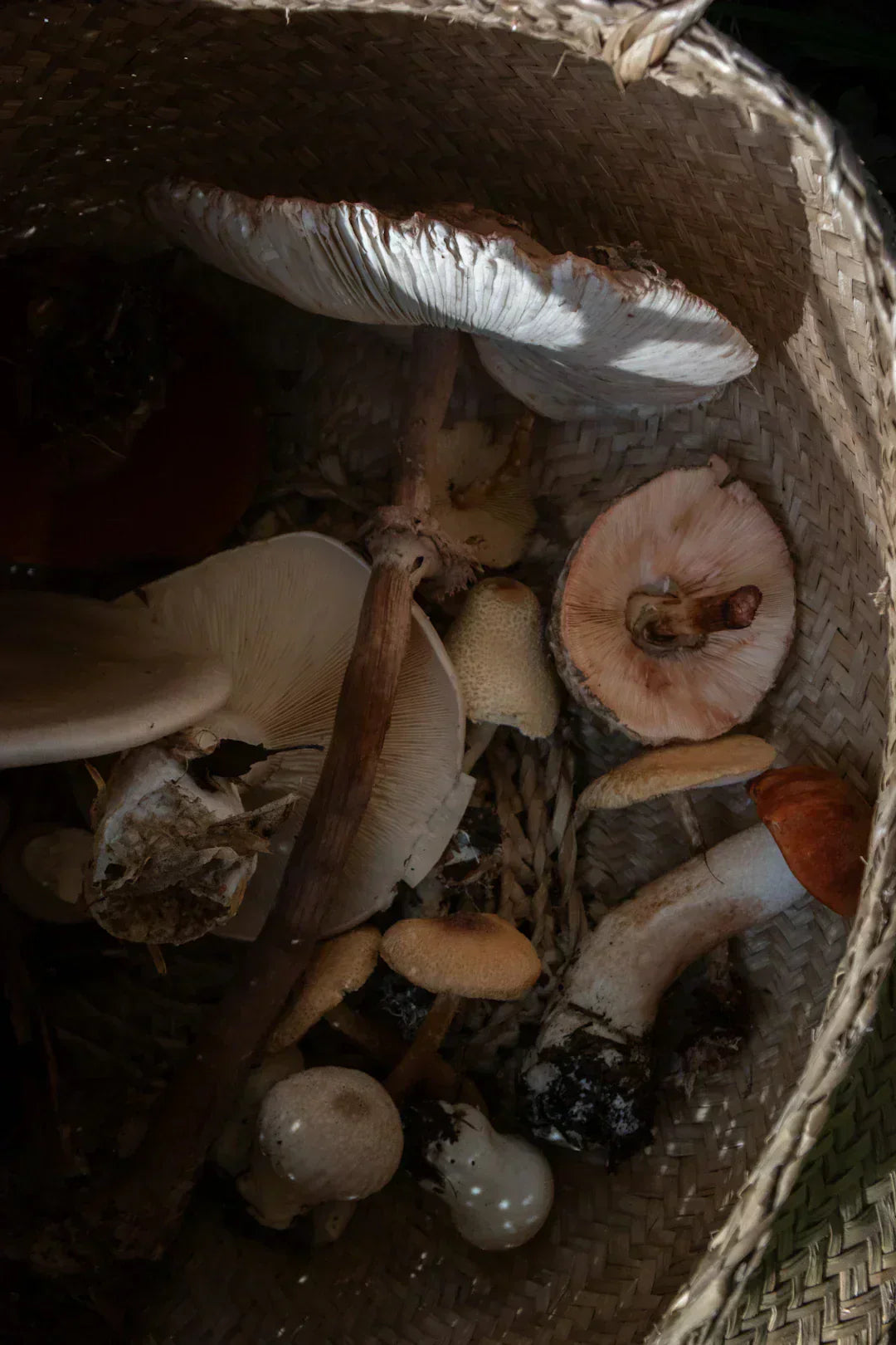 Discovering the Psychology Behind Collecting Enthusiasts.